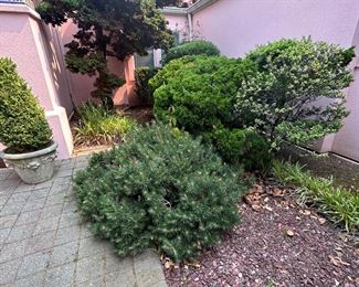 OUTDOOR TREES AND SHRUBS