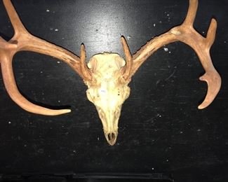 Wall hanging deer skull Orlando Estate Auction