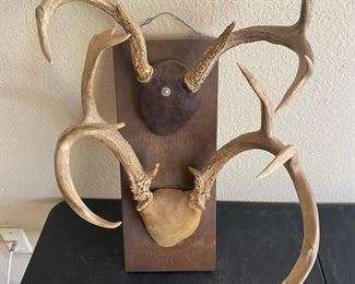 Impressive Trophies Two Mounted Deer Antlers