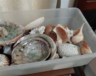Shells