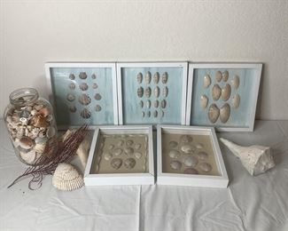 Framed Seashell Art and Seashell Collection