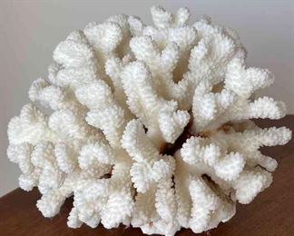 Gorgeous Large Coral Piece