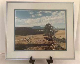 Diana France Picture