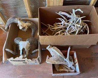 Misc Antler And Skulls