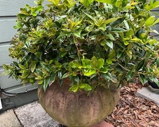 Potted holly
