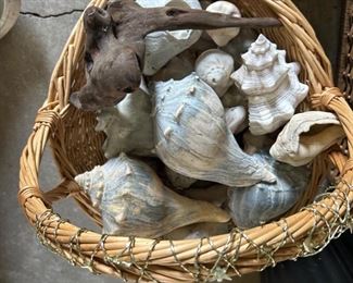 Various shells available - Prices vary by type & quantity 