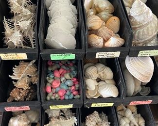 Various types of shells