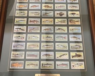 Framed Fish Tobacco cards