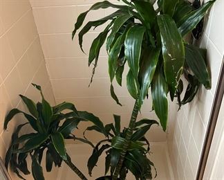 Live 58" Dracaena Plant