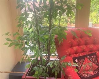 One of several artificial plants