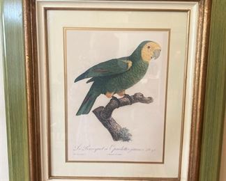 Framed and matted parrott