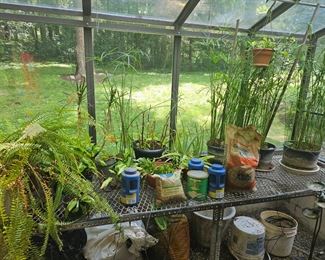 Greenhouse plants