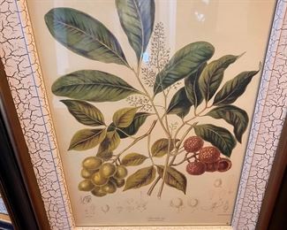 One of 6 matching framed botanicals 