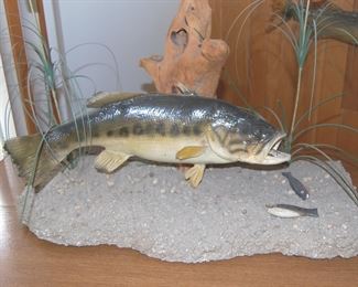 Fish Taxidermy Mount