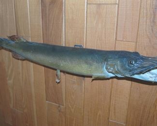 Wall Hang Fish Mount