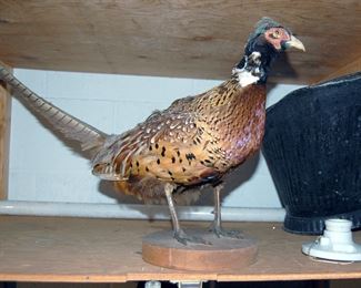 Pheasant Mount