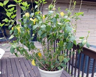 Large Potted Plant needs adopted!