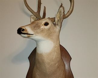 Deer Mount - We have 3!  - This one is Non- Typical 