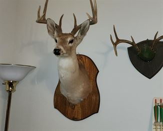 Whitetail Deer Mount