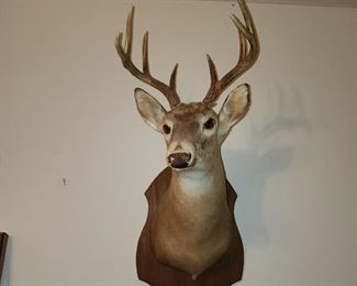 Whitetail Deer Mount