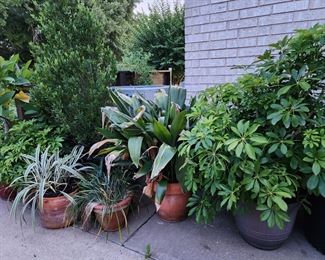 Large Pot Plants