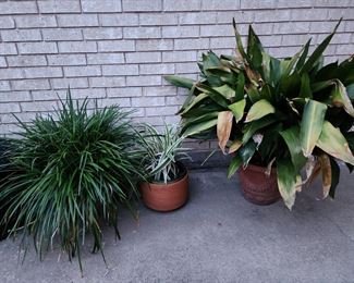 More Beautiful Plants