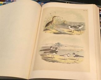 another page from birds of america
