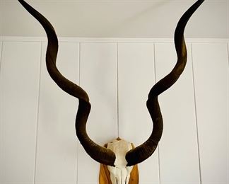 Kudu European mount
