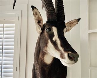 Sable shoulder mount