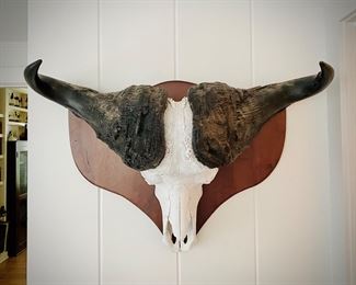 Cape buffalo European mount