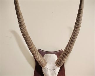 Waterbuck European mount