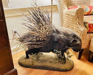 Porcupine full body mount