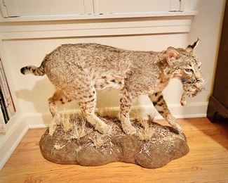 Bobcat full body mount 