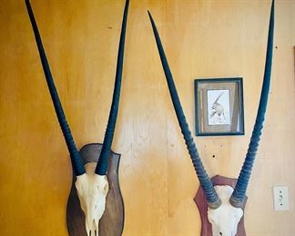 Gemsbok European mounts 