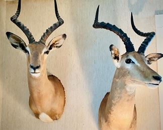 Impala shoulder mounts 