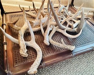 Shed antlers