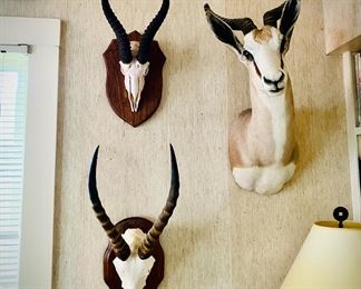 Springbok shoulder mount