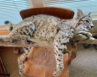 Bobcat full body mount on limb wall
mount