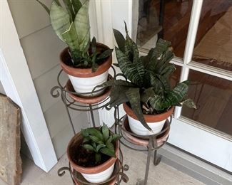 Potted Plants