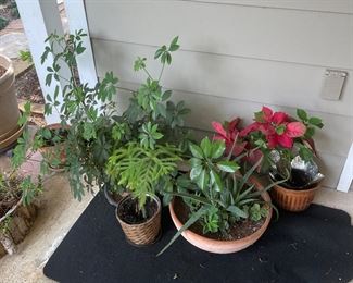 More Potted Plants