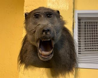 Taxidermy baboon head and shoulder mount. 