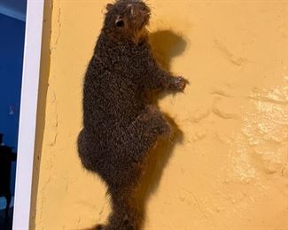 Squirrel. Poor thing lost a paw to a dog. 