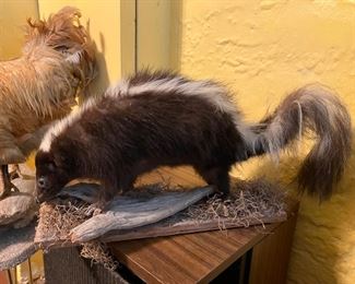 Skunk taxidermy