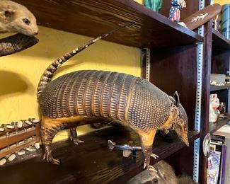 9 banded armadillo 