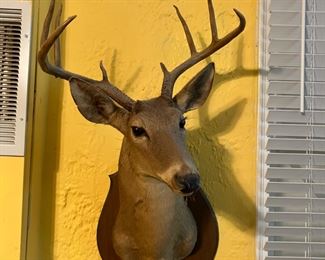 Deer mount