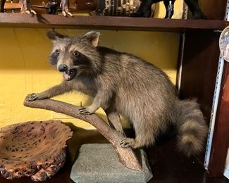 Raccoon 