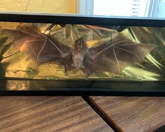 Taxidermy bat