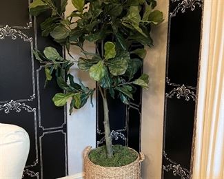 Fig tree in large basket with moss. 