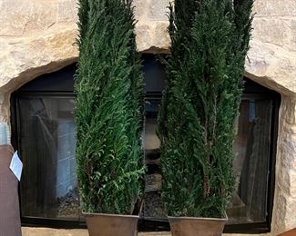 Tall, bougainvillea plants in tin/metal pots