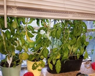Basil and Mint Plants